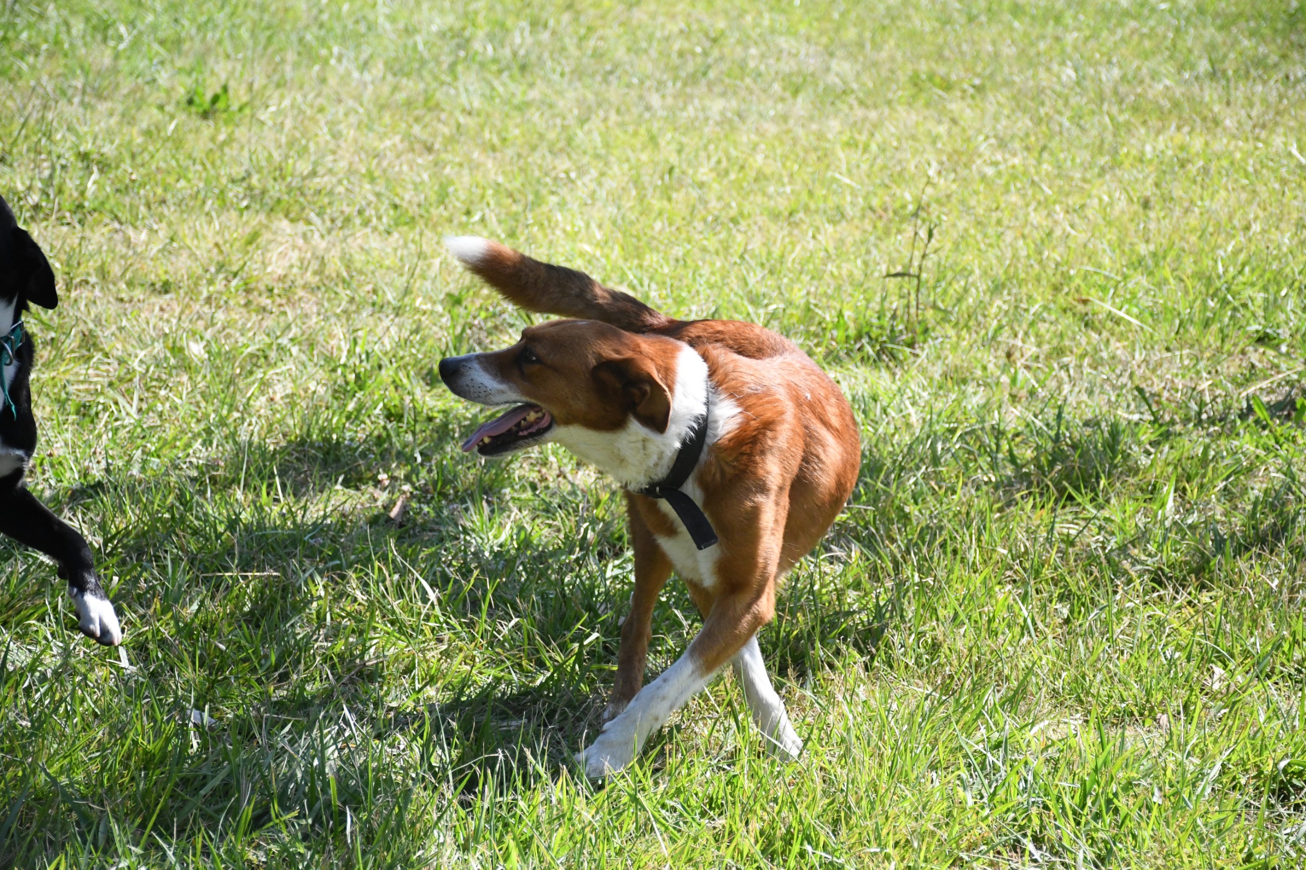 “El Refu”: hogar canino municipal impulsa la recuperación integral y la adopción responsable