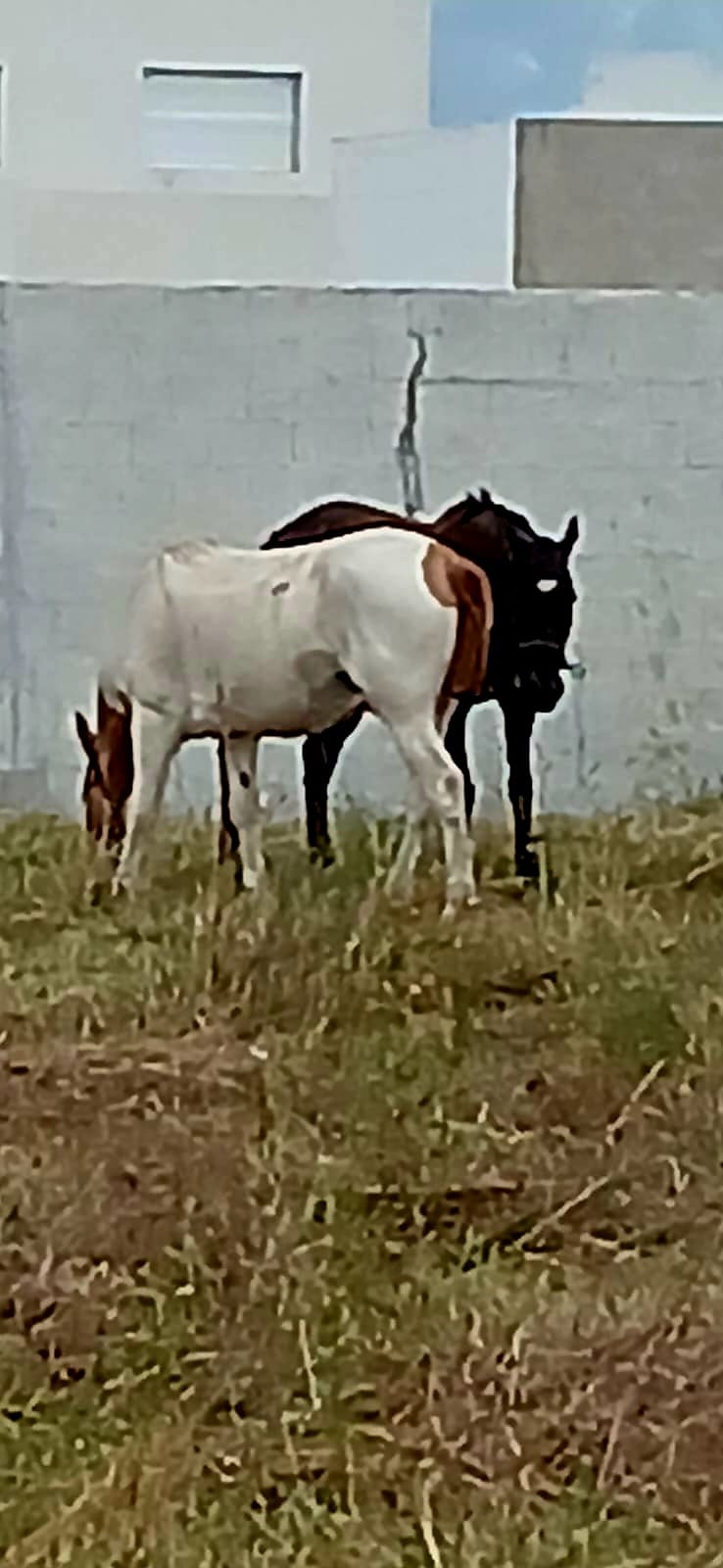 LA DIRECCION DE TRANSITO Y GUARDIA URBANA REALIZARON  VARIOS PROCEDIMIENTOS POR ANIMALES SUELTOS EN LA VIA PUBLICA