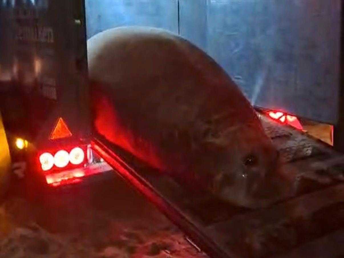 Rescate y liberación de un elefante marino en Ensenada