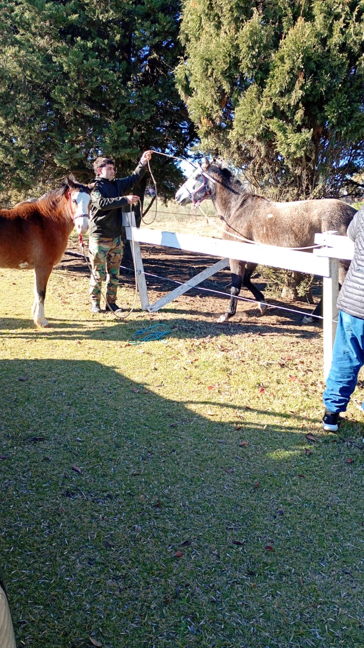 Pusieron a resguardo diez equinos que se encontraban sueltos en la vía pública en la zona del Club La Pampa