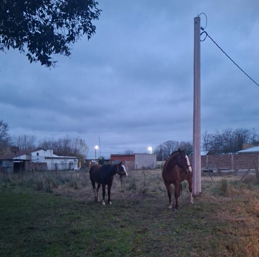 Pusieron a resguardo equinos sueltos en Gorostiaga para prevenir accidentes