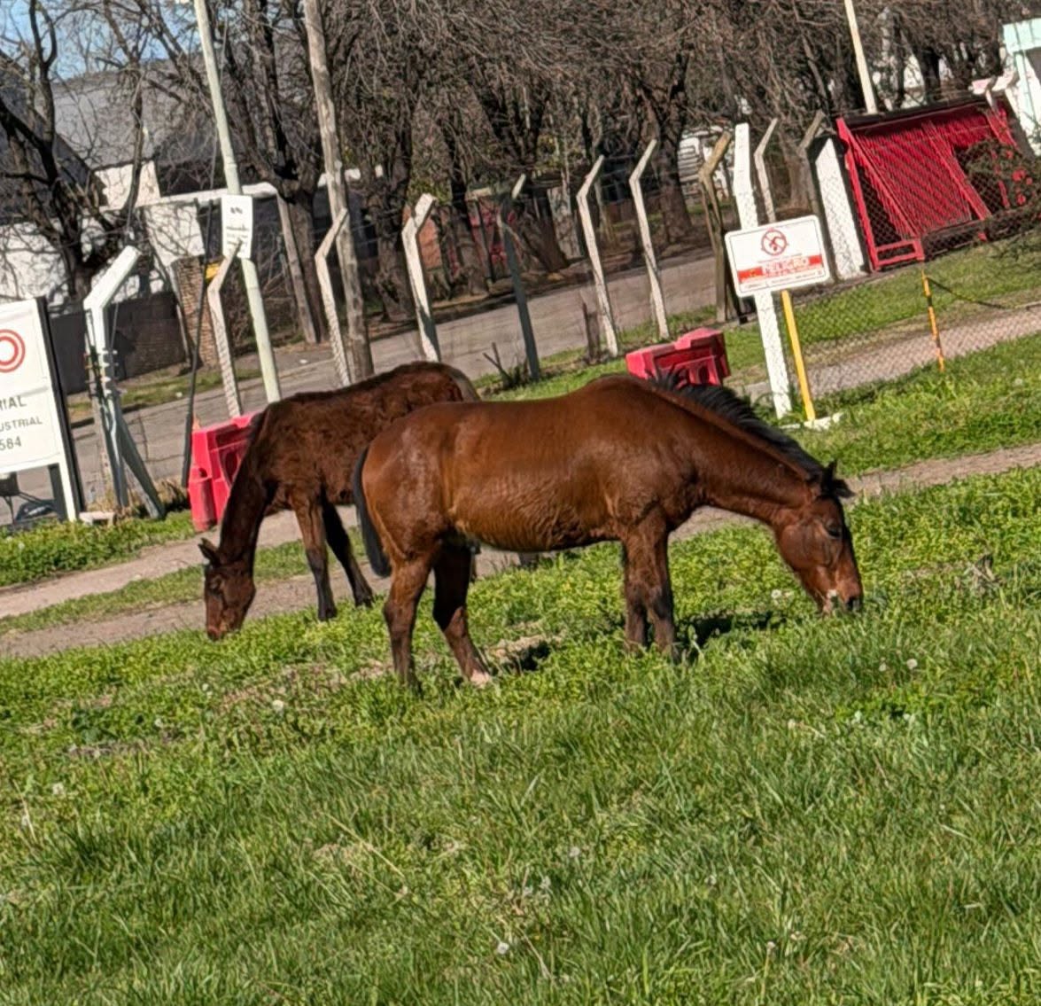 Caballos puestos a resguardo tras ser encontrados sobre la Ruta Nacional 5